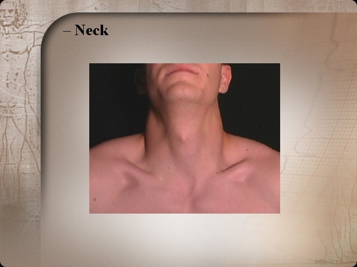 – Neck 