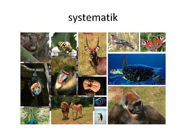 systematik 