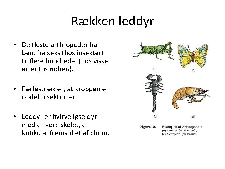 Rækken leddyr • De fleste arthropoder har ben, fra seks (hos insekter) til flere