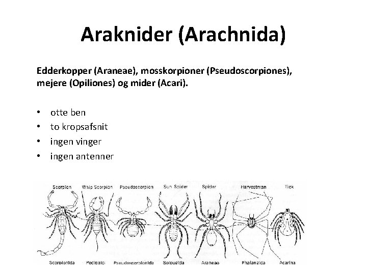 Araknider (Arachnida) Edderkopper (Araneae), mosskorpioner (Pseudoscorpiones), mejere (Opiliones) og mider (Acari). • • otte
