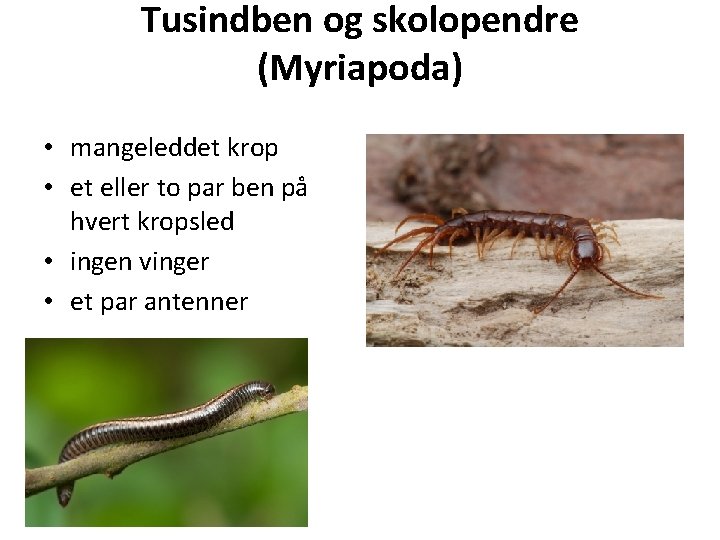 Tusindben og skolopendre (Myriapoda) • mangeleddet krop • et eller to par ben på