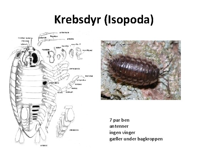 Krebsdyr (Isopoda) 7 par ben antenner ingen vinger gæller under bagkroppen 
