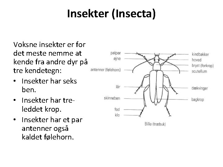 Insekter (Insecta) Voksne insekter er for det meste nemme at kende fra andre dyr