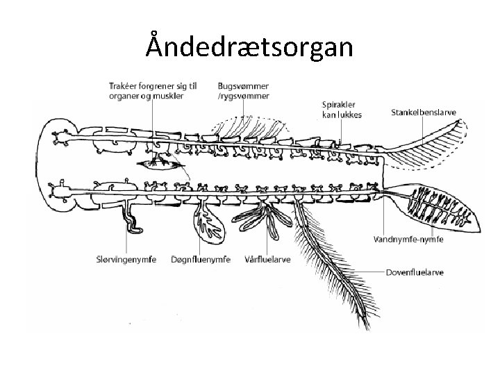 Åndedrætsorgan 