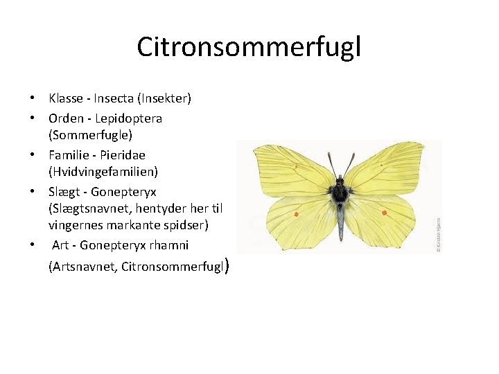 Citronsommerfugl • Klasse - Insecta (Insekter) • Orden - Lepidoptera (Sommerfugle) • Familie -