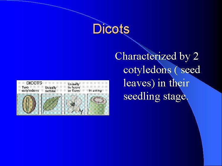 Dicots Characterized by 2 cotyledons ( seed leaves) in their seedling stage. Dicots Characterized by 2 cotyledons ( seed leaves) in their seedling stage.