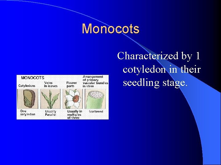 Monocots Characterized by 1 cotyledon in their seedling stage. Monocots Characterized by 1 cotyledon in their seedling stage.