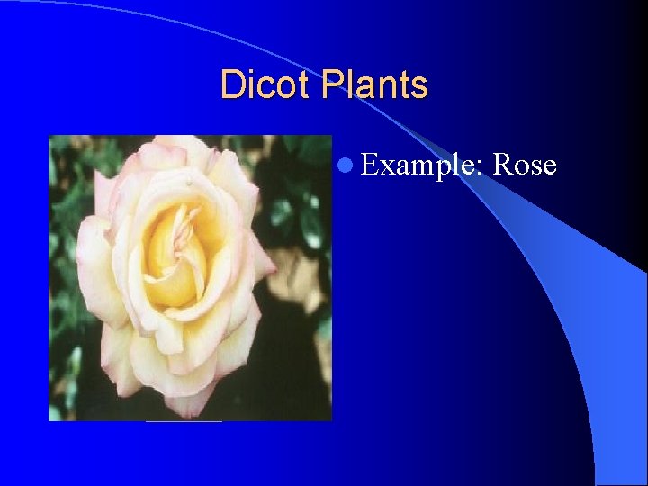 Dicot Plants l Example: Rose Dicot Plants l Example: Rose
