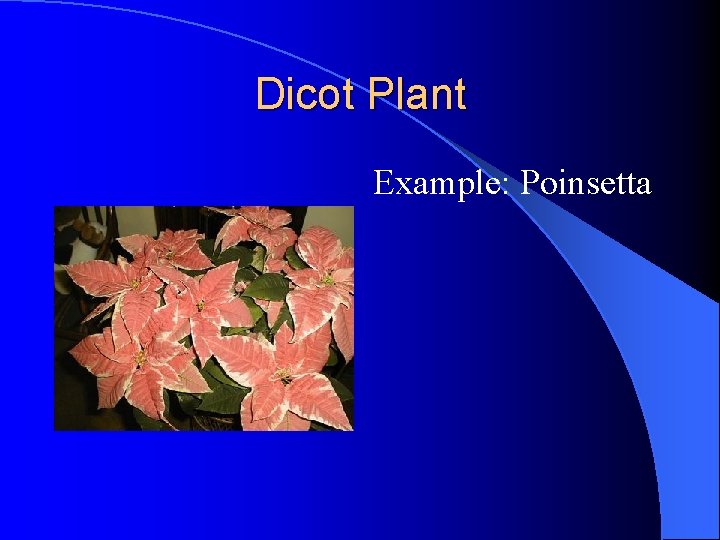 Dicot Plant Example: Poinsetta Dicot Plant Example: Poinsetta