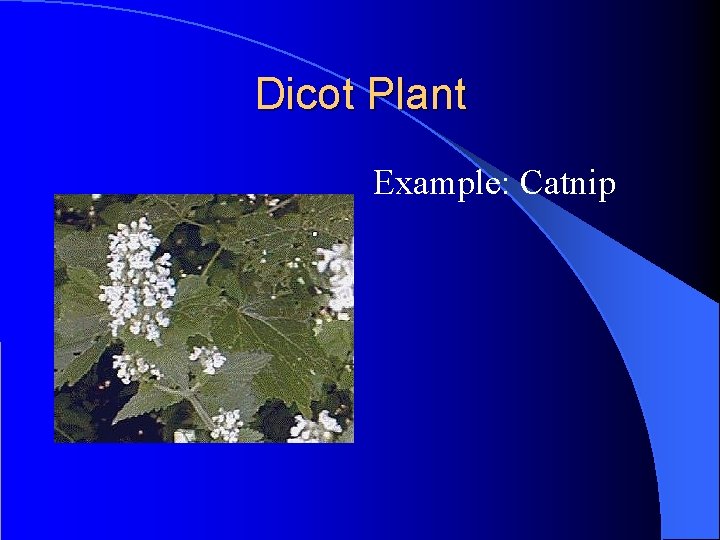 Dicot Plant Example: Catnip Dicot Plant Example: Catnip