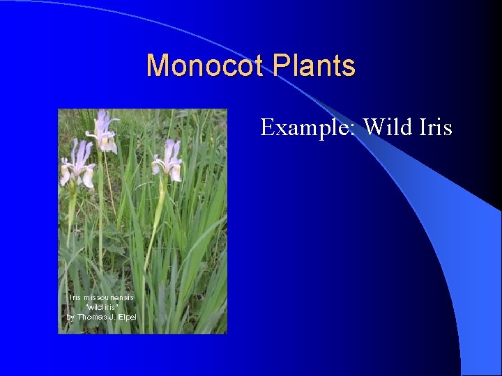 Monocot Plants Example: Wild Iris Monocot Plants Example: Wild Iris