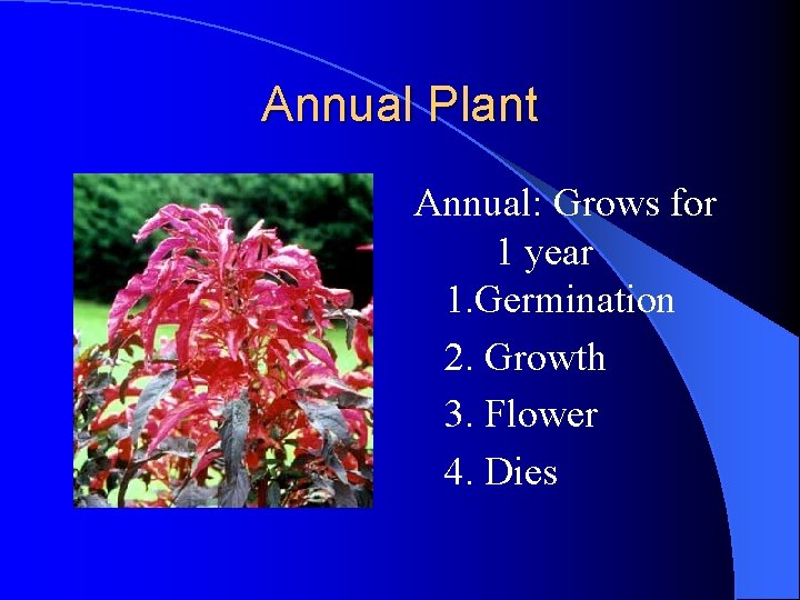 Annual Plant Annual: Grows for 1 year 1. Germination 2. Growth 3. Flower 4. Annual Plant Annual: Grows for 1 year 1. Germination 2. Growth 3. Flower 4.