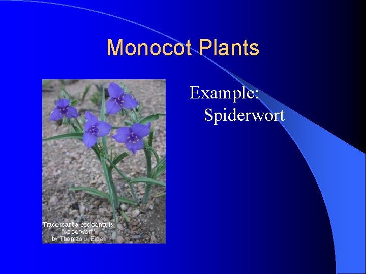 Monocot Plants Example: Spiderwort Monocot Plants Example: Spiderwort