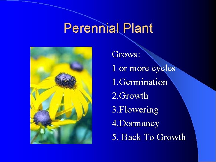 Perennial Plant Grows: 1 or more cycles 1. Germination 2. Growth 3. Flowering 4. Perennial Plant Grows: 1 or more cycles 1. Germination 2. Growth 3. Flowering 4.