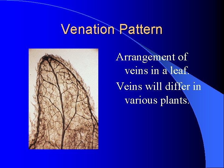 Venation Pattern Arrangement of veins in a leaf. Veins will differ in various plants. Venation Pattern Arrangement of veins in a leaf. Veins will differ in various plants.
