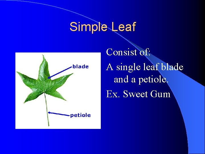 Simple Leaf Consist of: A single leaf blade and a petiole. Ex. Sweet Gum Simple Leaf Consist of: A single leaf blade and a petiole. Ex. Sweet Gum