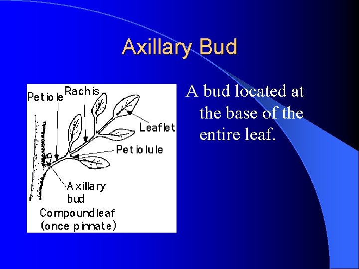 Axillary Bud A bud located at the base of the entire leaf. Axillary Bud A bud located at the base of the entire leaf.