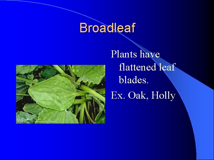 Broadleaf Plants have flattened leaf blades. Ex. Oak, Holly Broadleaf Plants have flattened leaf blades. Ex. Oak, Holly
