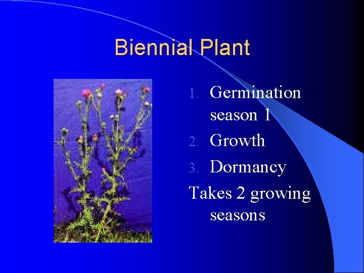 Biennial Plant Germination season 1 2. Growth 3. Dormancy Takes 2 growing seasons 1. Biennial Plant Germination season 1 2. Growth 3. Dormancy Takes 2 growing seasons 1.