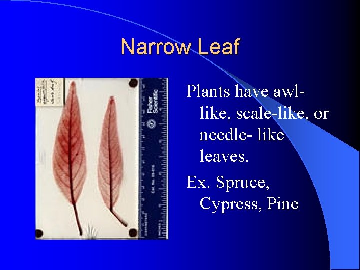 Narrow Leaf Plants have awllike, scale-like, or needle- like leaves. Ex. Spruce, Cypress, Pine Narrow Leaf Plants have awllike, scale-like, or needle- like leaves. Ex. Spruce, Cypress, Pine