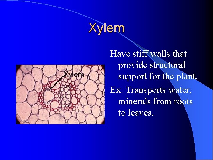 Xylem Have stiff walls that provide structural support for the plant. Ex. Transports water, Xylem Have stiff walls that provide structural support for the plant. Ex. Transports water,