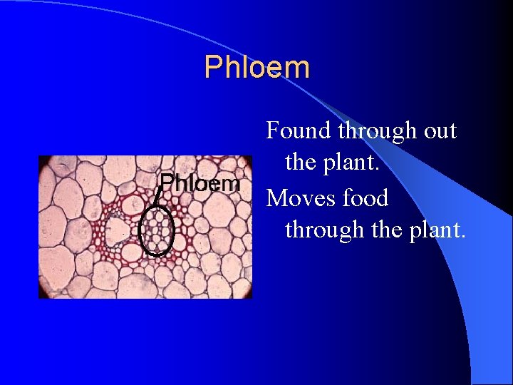 Phloem Found through out the plant. Moves food through the plant. Phloem Found through out the plant. Moves food through the plant.