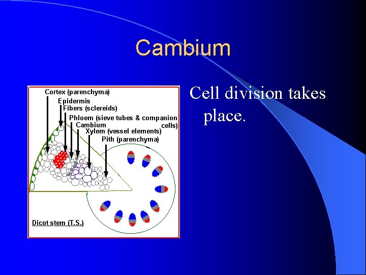 Cambium Cell division takes place. Cambium Cell division takes place.