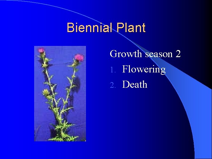 Biennial Plant Growth season 2 1. Flowering 2. Death Biennial Plant Growth season 2 1. Flowering 2. Death