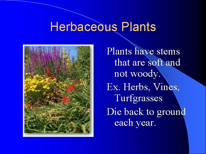 Herbaceous Plants have stems that are soft and not woody. Ex. Herbs, Vines, Turfgrasses Herbaceous Plants have stems that are soft and not woody. Ex. Herbs, Vines, Turfgrasses