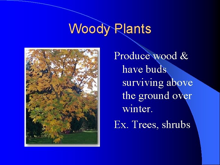Woody Plants Produce wood & have buds surviving above the ground over winter. Ex. Woody Plants Produce wood & have buds surviving above the ground over winter. Ex.