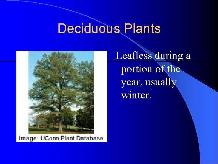 Deciduous Plants Leafless during a portion of the year, usually winter. Deciduous Plants Leafless during a portion of the year, usually winter.