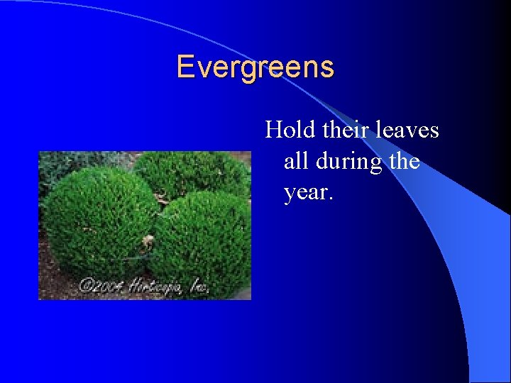 Evergreens Hold their leaves all during the year. Evergreens Hold their leaves all during the year.