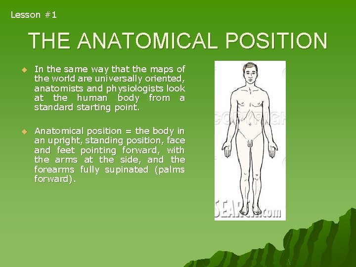 Lesson #1 THE ANATOMICAL POSITION u In the same way that the maps of