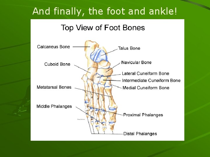 And finally, the foot and ankle! 
