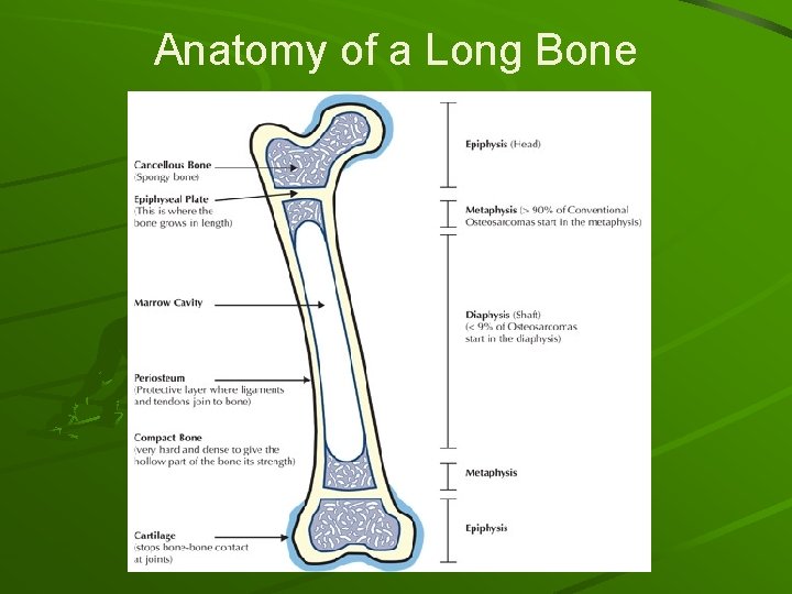 Anatomy of a Long Bone 