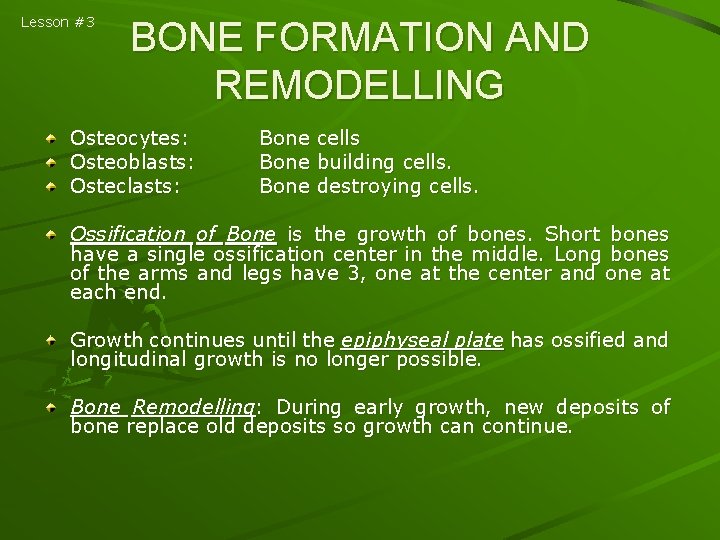 Lesson #3 BONE FORMATION AND REMODELLING Osteocytes: Osteoblasts: Osteclasts: Bone cells Bone building cells.