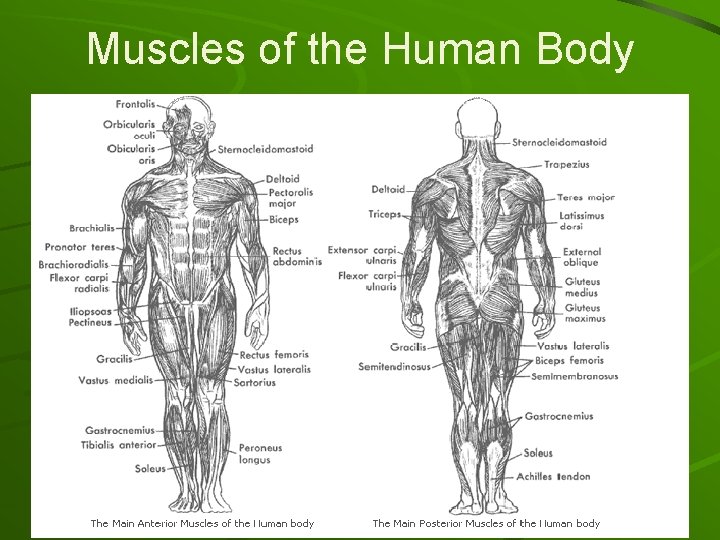 Muscles of the Human Body 