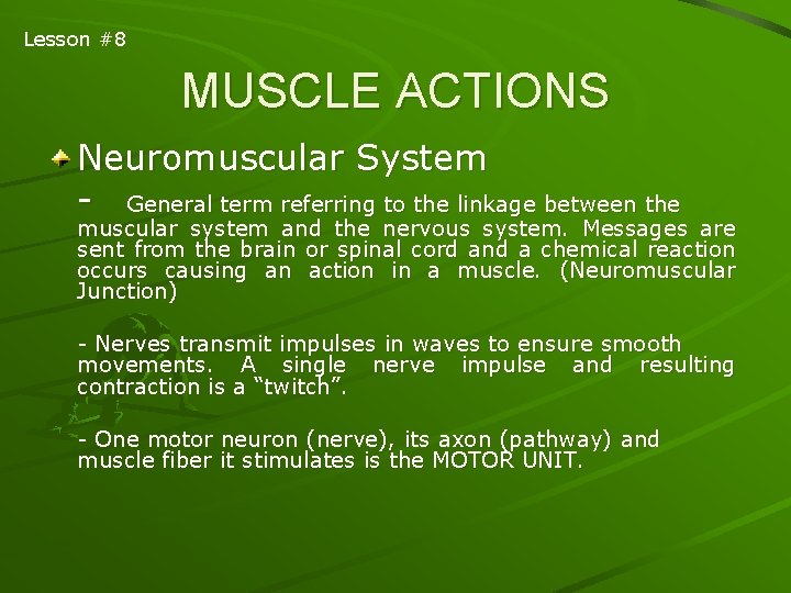 Lesson #8 MUSCLE ACTIONS Neuromuscular System - General term referring to the linkage between