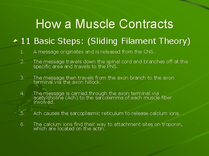 How a Muscle Contracts 11 Basic Steps: (Sliding Filament Theory) 1. A message originates