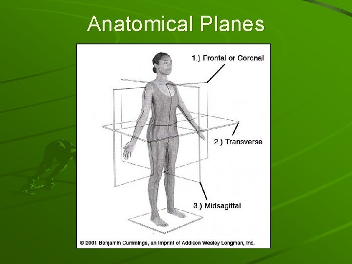 Anatomical Planes 