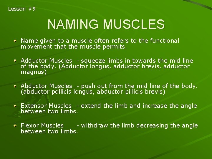 Lesson #9 NAMING MUSCLES Name given to a muscle often refers to the functional