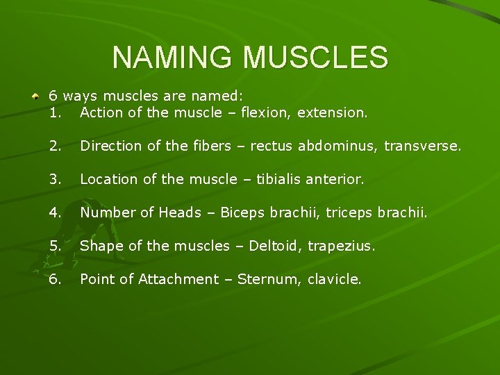 NAMING MUSCLES 6 ways muscles are named: 1. Action of the muscle – flexion,