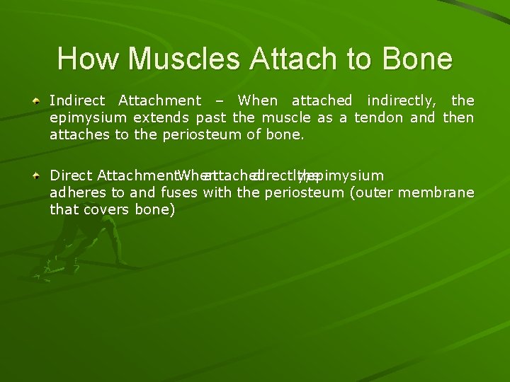 How Muscles Attach to Bone Indirect Attachment – When attached indirectly, the epimysium extends