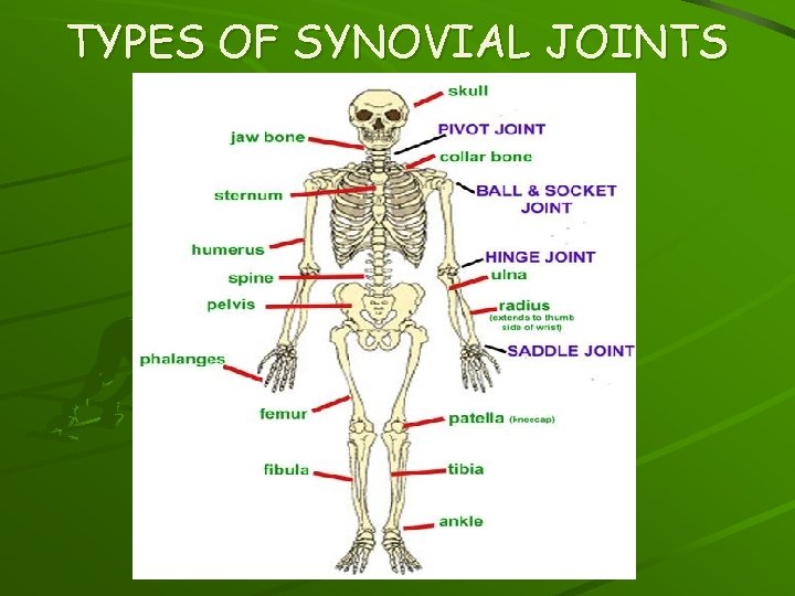 TYPES OF SYNOVIAL JOINTS 