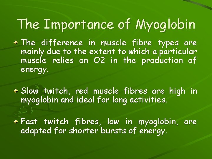 The Importance of Myoglobin The difference in muscle fibre types are mainly due to
