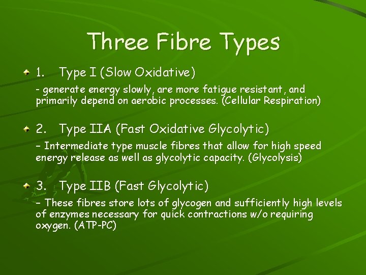 Three Fibre Types 1. Type I (Slow Oxidative) - generate energy slowly, are more