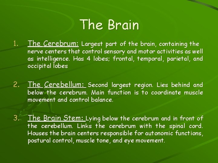 The Brain 1. The Cerebrum: Largest part of the brain, containing the 2. The