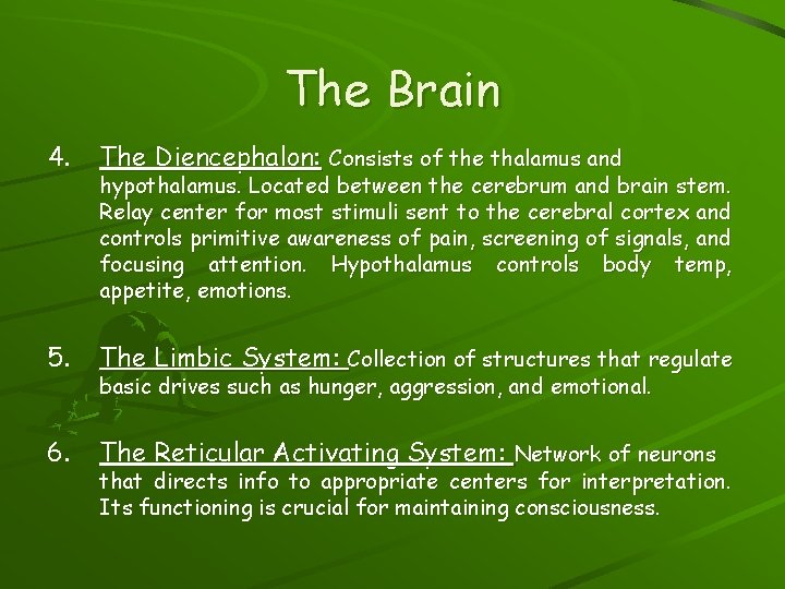 The Brain 4. The Diencephalon: Consists of the thalamus and 5. The Limbic System:
