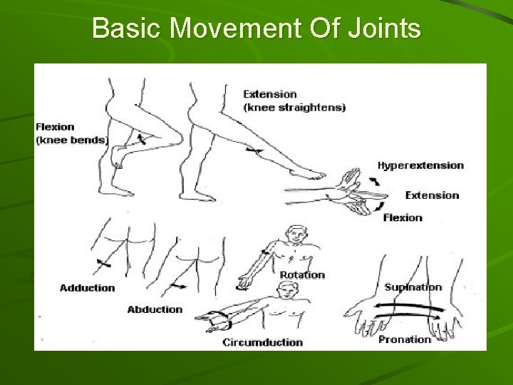 Basic Movement Of Joints 