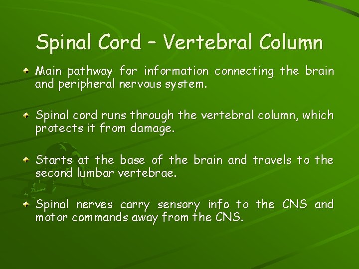 Spinal Cord – Vertebral Column Main pathway for information connecting the brain and peripheral